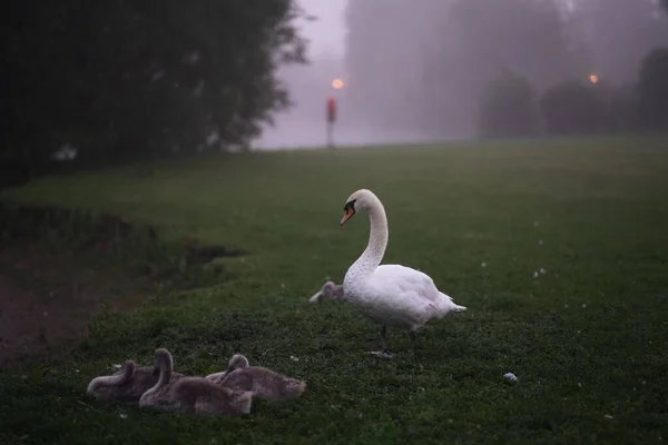 A foggy weather on the field with trees and a goose