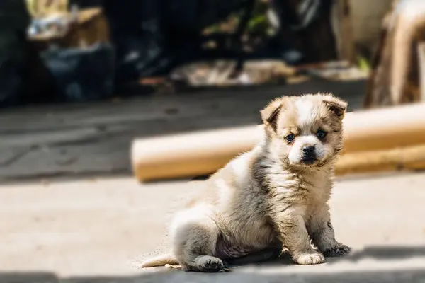 Closeup Adorable Puppy Yard — Stock Photo, Image