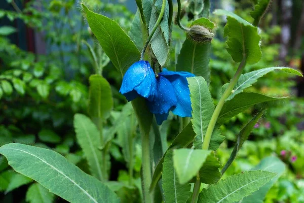 Primer Plano Flores Amapola Azul Del Himalaya Creciendo Arbusto — Foto de Stock