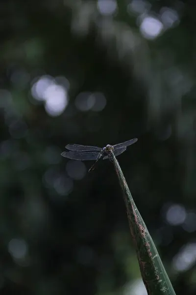 Eine Vertikale Aufnahme Einer Libelle Die Auf Einem Alten Scharfen — Stockfoto