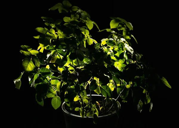 Close Uma Planta Com Folhas Vaso Flores Escuridão — Fotografia de Stock