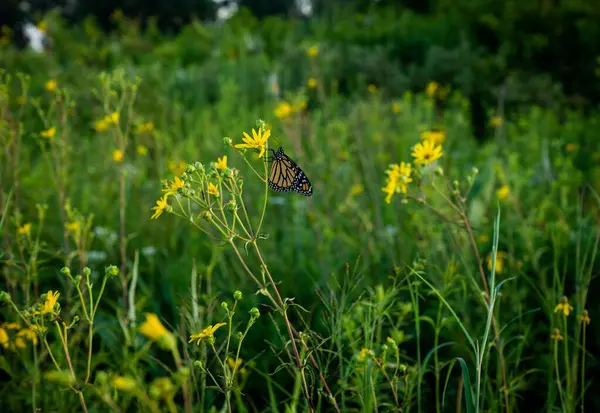 Monark Fjäril Gula Blommor Ett Fält — Stockfoto