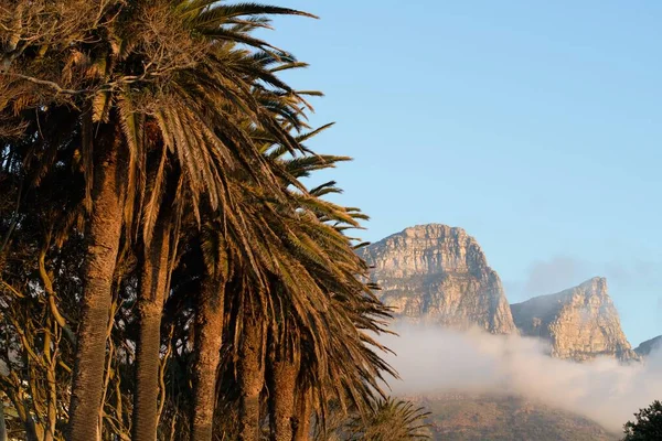 Prachtige Palmbomen Achtergrond Van Een Rotsachtige Berg Wolken — Stockfoto