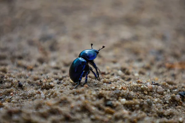 Detailní Makro Modrého Scarabaeus Sakru Písku — Stock fotografie