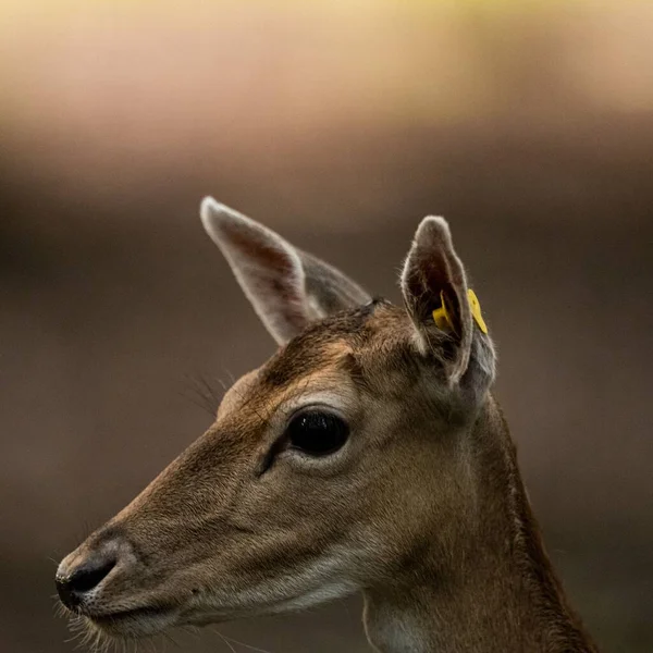 Gros Plan Beau Cerf Sur Fond Flou — Photo