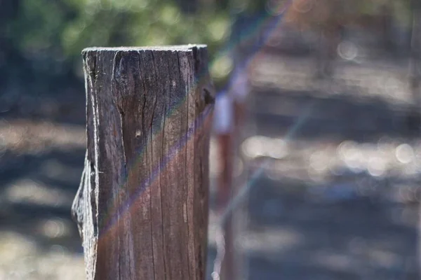 Närbild Bild Bild Ett Enda Träd Stubbe Med Suddig Bakgrund — Stockfoto