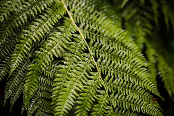 Eine Nahaufnahme Von Farnblättern Wald — Stockfoto