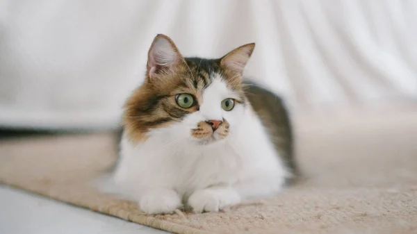 Halıda Dinlenen Sevimli Tüylü Bir Kedi — Stok fotoğraf