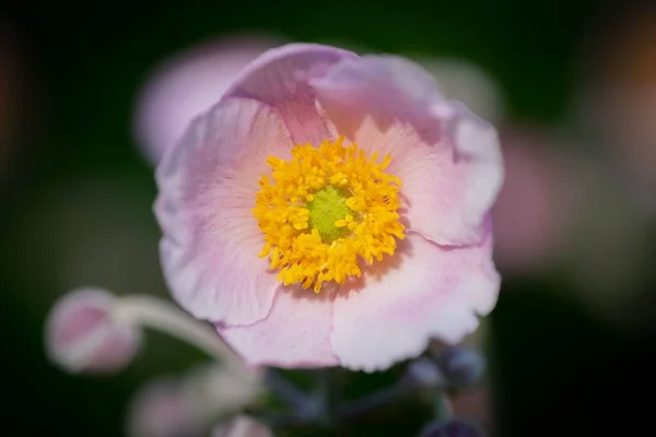 Närbild Bild Blommande Rosa Anemon Blomma — Stockfoto
