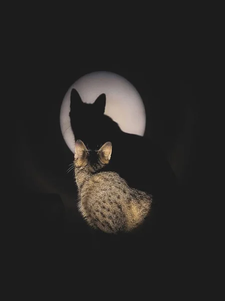 Sebuah Gambar Vertikal Dari Kucing Bergaris Garis Abu Abu Dengan — Stok Foto
