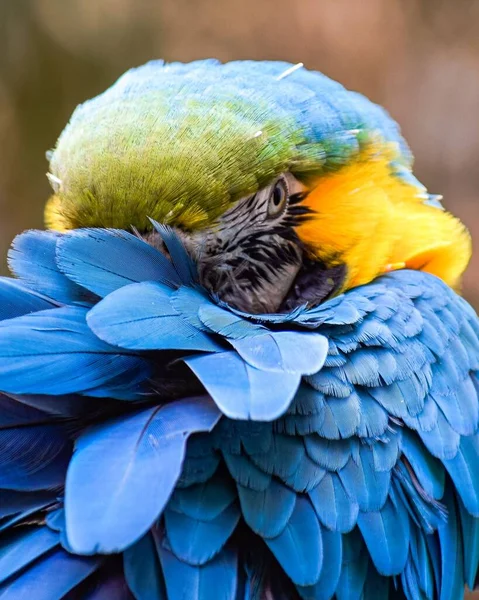 Vertikální Záběr Modro Žlutého Macaw Rozmazaném Pozadí — Stock fotografie