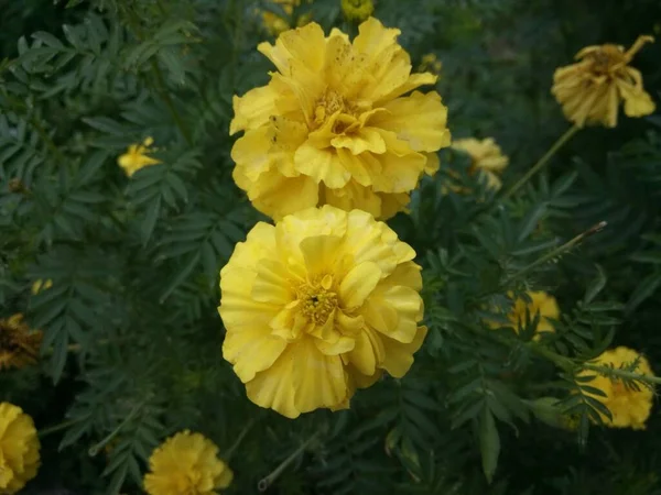 Жовті Квіти Чорнобривців Які Цвітуть Вранці — стокове фото