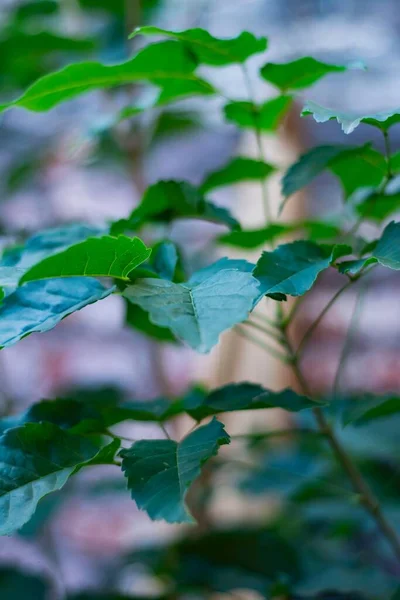 Plan Vertical Plante Verte Laisse Extérieur Lumière Jour Dans Fond — Photo