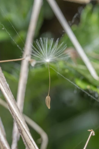 Sebuah Tembakan Closeup Vertikal Dari Fluff Dandelion Putih Mengambang — Stok Foto