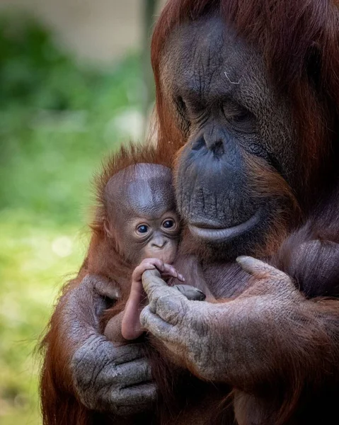 Vista Vertical Cerca Orangután Borneano Sosteniendo Bebé — Foto de Stock