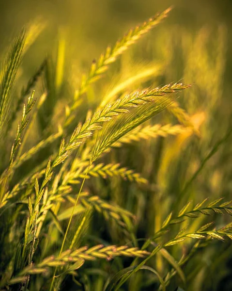 Close Vertical Plantas Trigo Verde Campo — Fotografia de Stock