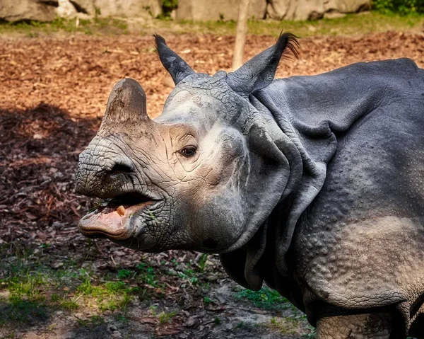Een Close Van Een Rhino Met Open Mond Die Buiten — Stockfoto