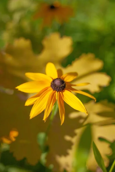 Eine Vertikale Nahaufnahme Von Rudbeckia Hirta Gemeinhin Als Schwarzäugige Susan — Stockfoto