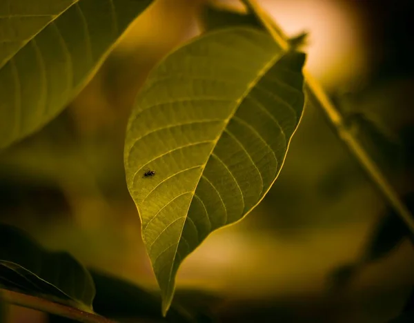 Ένα Κοντινό Πλάνο Ενός Μικρού Εντόμου Ένα Πράσινο Φύλλο Φυτού — Φωτογραφία Αρχείου