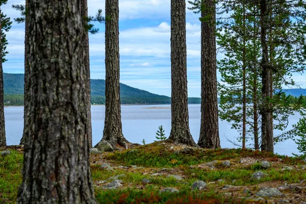 Belo Tiro Das Cascas Árvore Com Vista Lago Lofsdalen Suécia — Fotografia de Stock