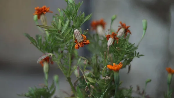 Closeup Shot Wilting Marigold Flowers Garden — Stock Photo, Image