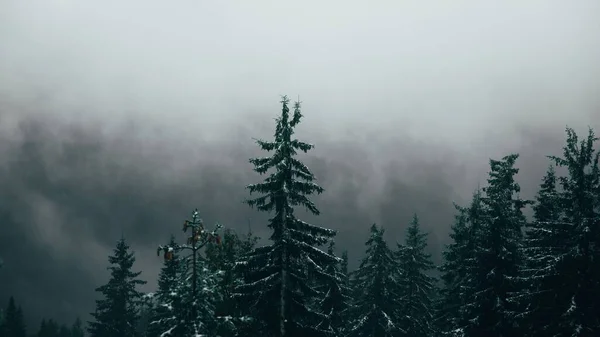 Kış Boyunca Güzel Bir Ormanın Alçak Açılı Görüntüsü — Stok fotoğraf