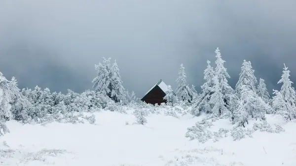 Una Vista Bajo Ángulo Hermoso Bosque Durante Invierno —  Fotos de Stock