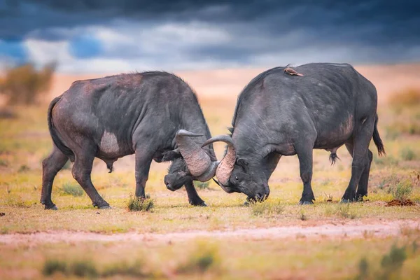 Tiro Seletivo Foco Dois Rinocerontes Que Lutam Por Sol — Fotografia de Stock