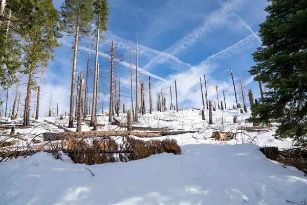 Eine Wunderschöne Schneebedeckte Waldlandschaft Winter Zentralkalifornien — Stockfoto