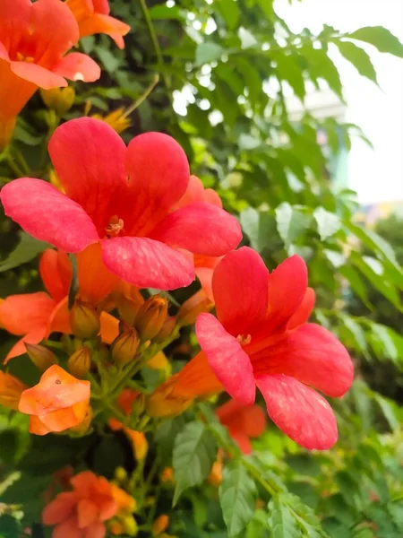 Tiro Close Uma Espécie Flor Videira Trompete Chinesa Vermelha Arbusto — Fotografia de Stock