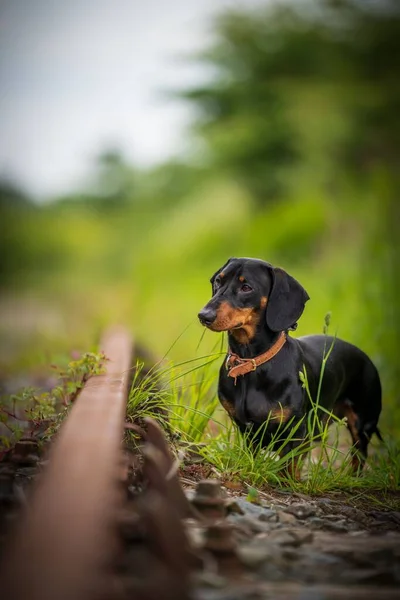 a portrait of a Sausage dog in the park