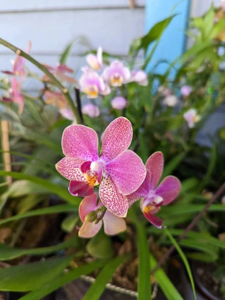 Селектив Цветка Орхидеи Доритаэнопсиса Саду — стоковое фото
