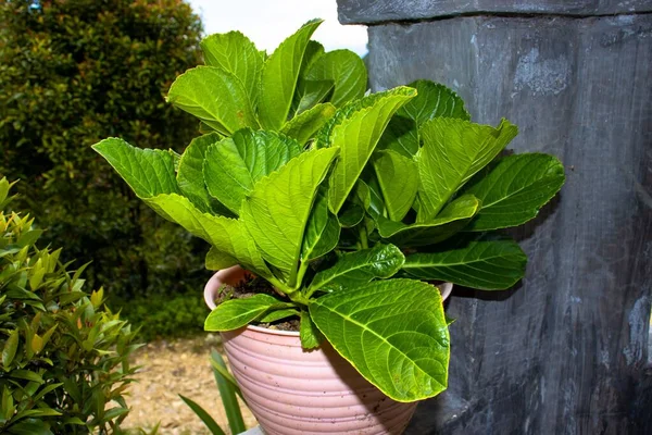 Detailní Záběr Zelené Rostliny Claoxylon Rostoucí Květináči — Stock fotografie