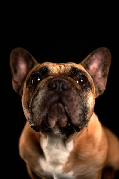 Siyah Arka Planda Izole Edilmiş Kahverengi Bir Fransız Bulldog — Stok fotoğraf