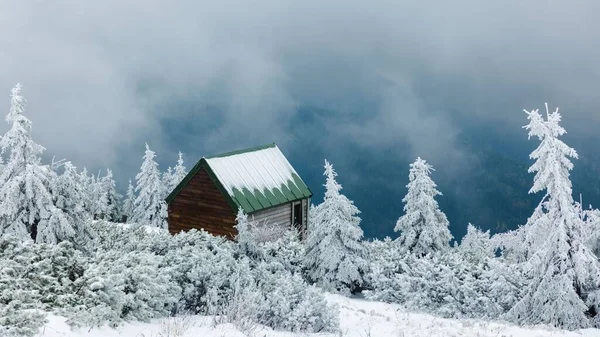 Een Laag Uitzicht Een Prachtig Bos Winter — Stockfoto