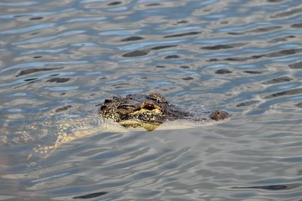 Närbild Bedårande Alligator Som Simmar Vattnet — Stockfoto