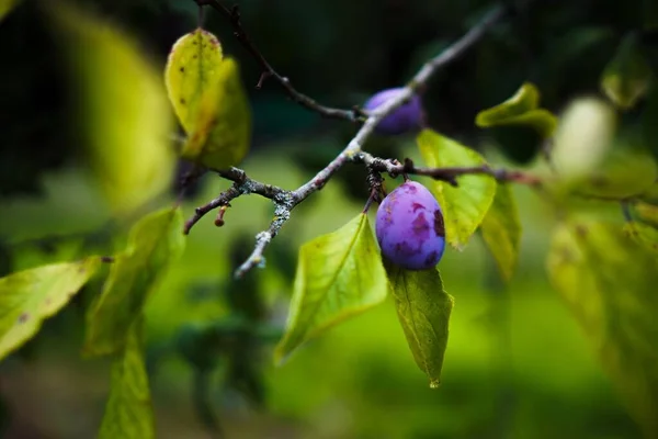 Gros Plan Peu Profond Des Fruits Prune Accrochés Une Branche — Photo