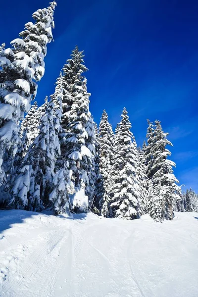 美国俄勒冈州胡德山上的一棵白雪公主松树 背景是美丽的蓝天 — 图库照片