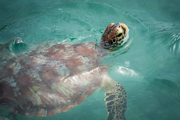 Крупный План Морской Черепахи Cheloniidae Плавающей Воде — стоковое фото