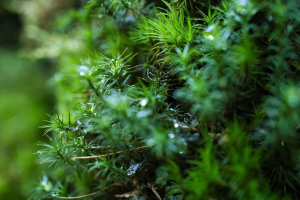Bir Kayanın Üzerindeki Yeşil Yosunların Yakın Plan Çekimi — Stok fotoğraf