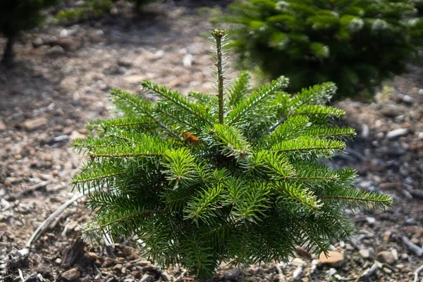 Närbild Ett Litet Tallar Som Växer Arkivet — Stockfoto