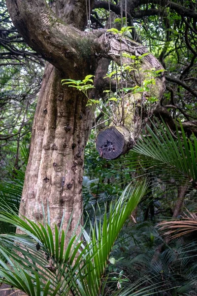 Vertikale Aufnahme Eines Umgeknickten Dicken Baumes Park Neuseeland — Stockfoto