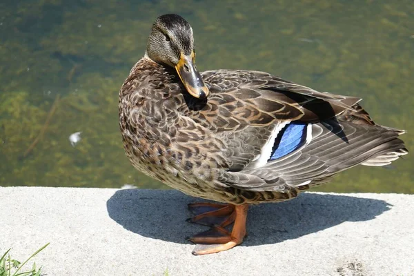 Closeup Shot Mallard Duck Anas Platyrhynchos — 스톡 사진