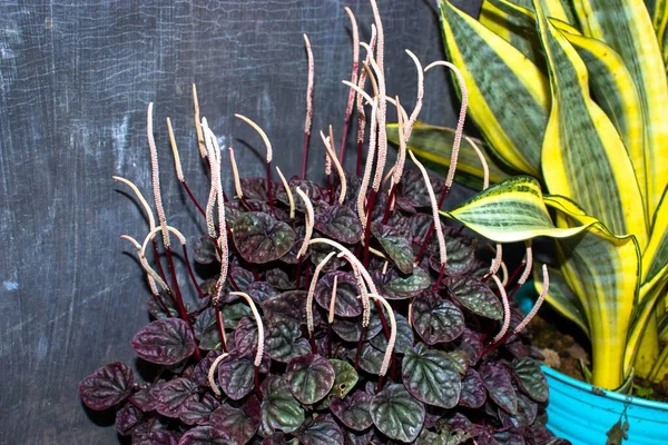 Tiro Close Peperomia Vermelho Sansevieria Espécies Plantas Com Flores Fundo — Fotografia de Stock