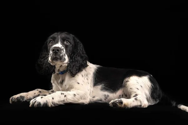 Cachorro Springer Spaniel Inglês Deitado Isolado Fundo Preto — Fotografia de Stock