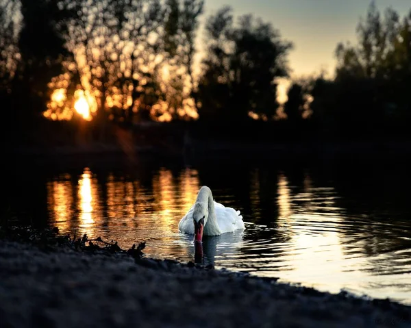 Cisne Blanco Elegante Flotando Lago Atardecer — Foto de Stock