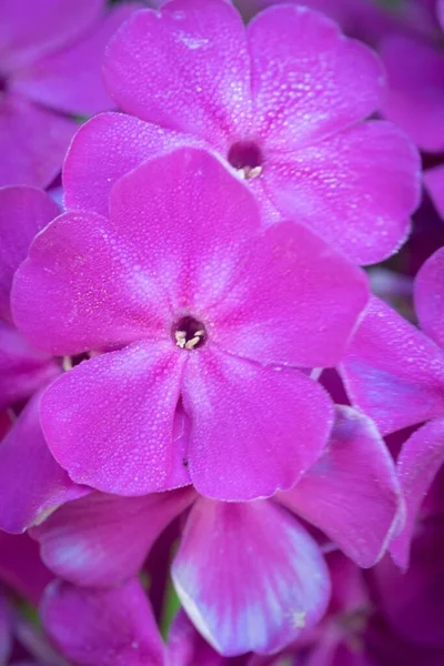 Een Verticaal Close Shot Van Bloeiende Paarse Phlox Bloemen — Stockfoto