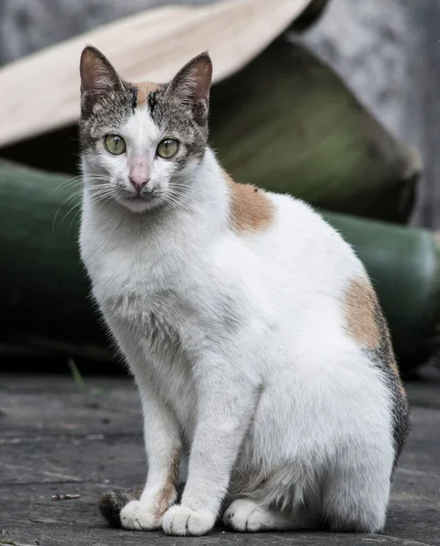 Eine Vertikale Nahaufnahme Einer Calico Katze Die Auf Dem Boden — Stockfoto