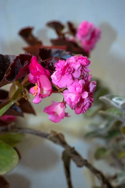 Pionowe Ujęcie Różowego Begonii Gatunku Kwiatu Garnku — Zdjęcie stockowe