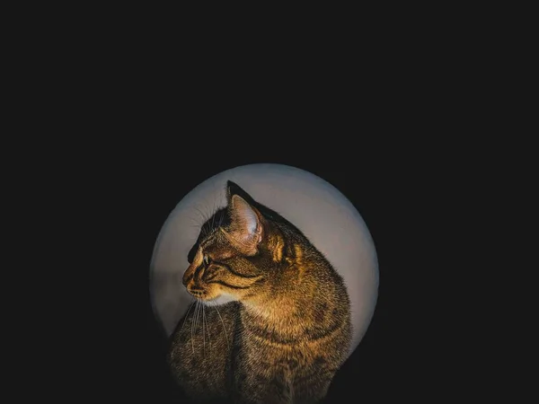 Cliché Artistique Chat Rayé Gris Forme Cercle Dans Pièce Sombre — Photo